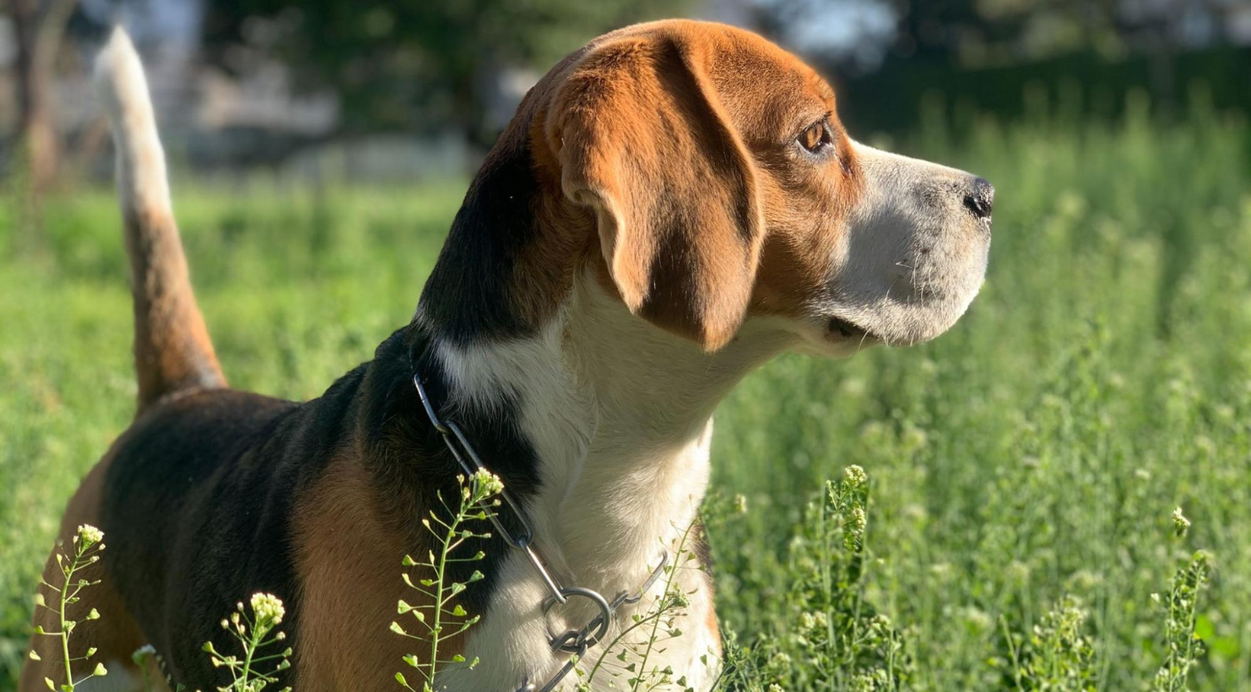 Beagle en el campo