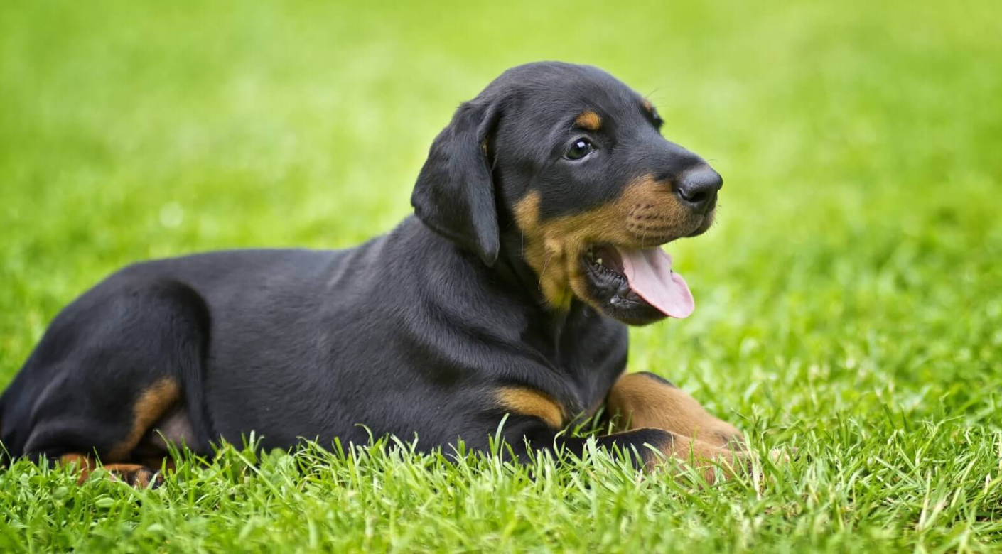 Dóberman cachorro sentado en la hierba