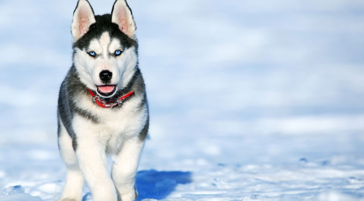  Husky siberiano cachorro en la nieve