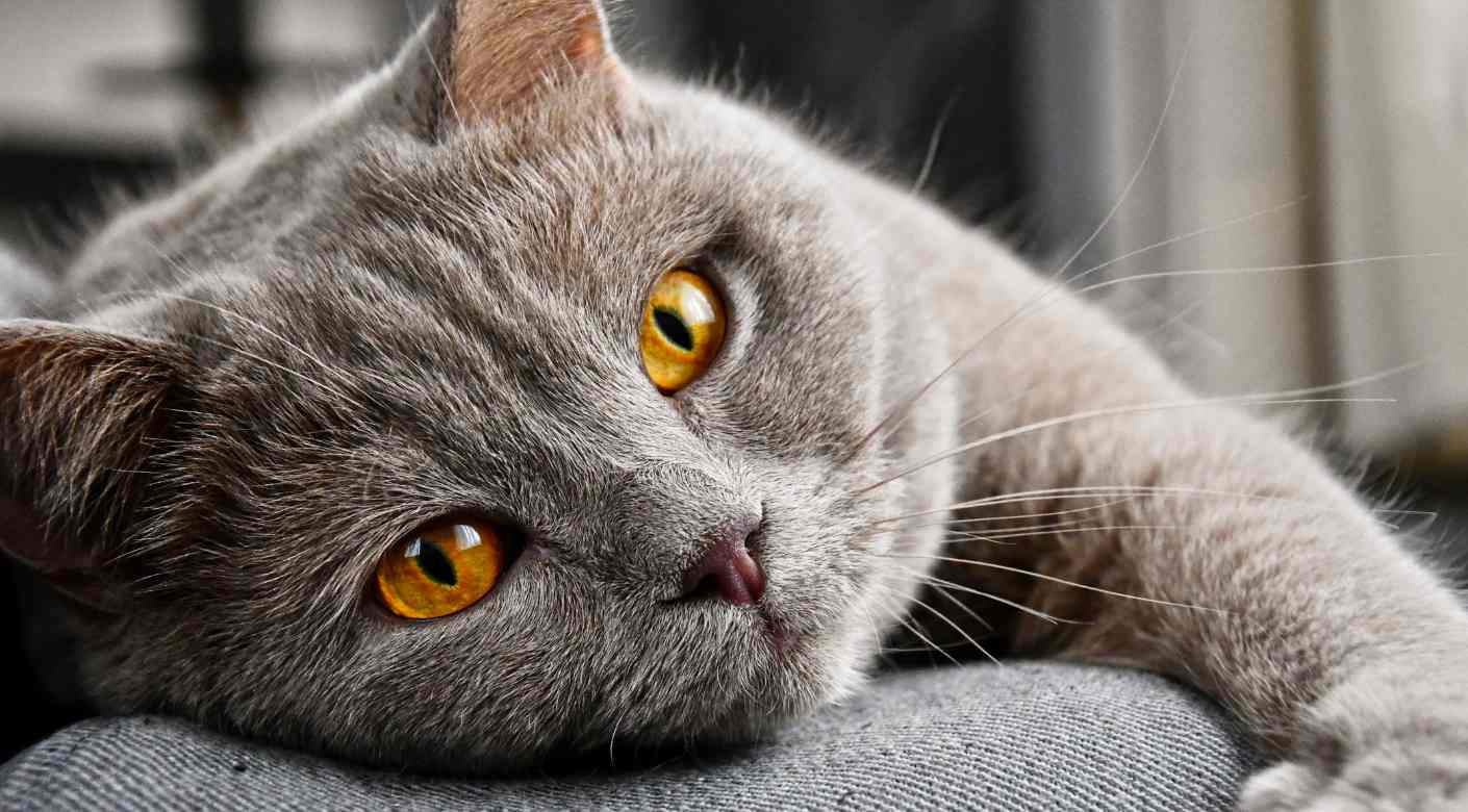 5 razas de gatos perfectas para vivir en un apartamento
