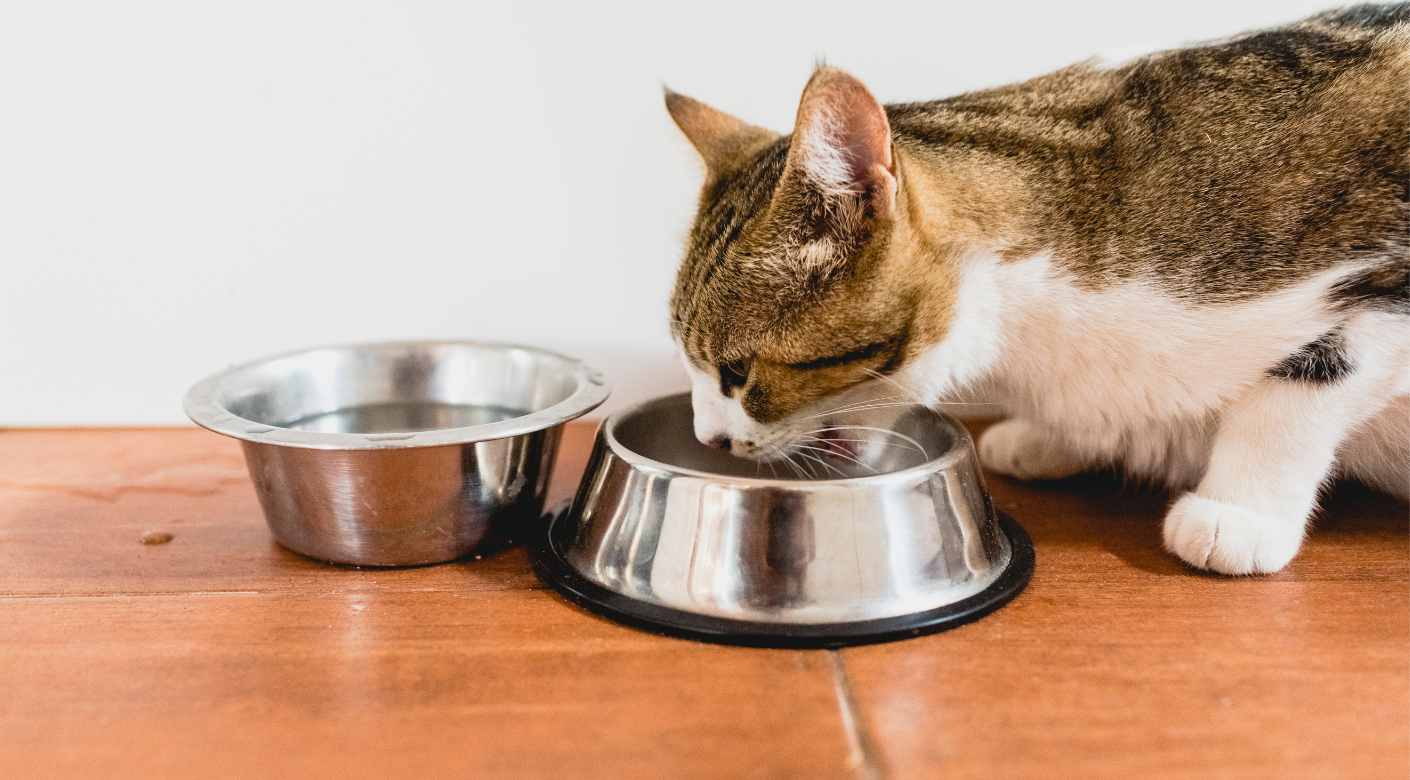 Alimentación adecuada para gatos: qué comer y qué evitar