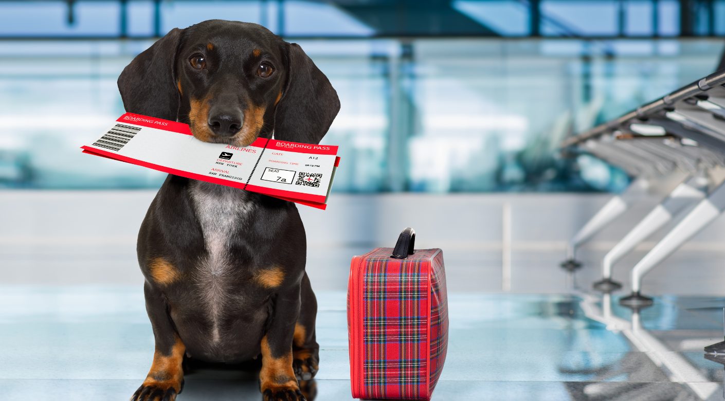 Cómo viajar con tu perro en avión.