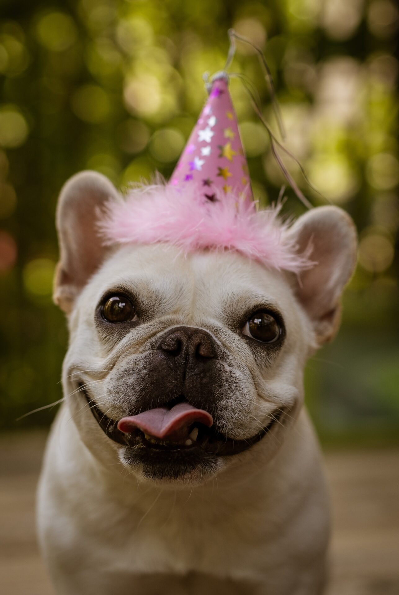 Tartas para perros ¡Celebra su cumpleaños!